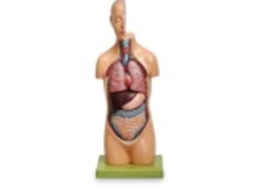 مولاژ نیم تنه 1/2