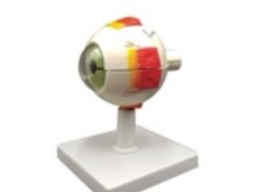 مولاژ چشم 20برابر