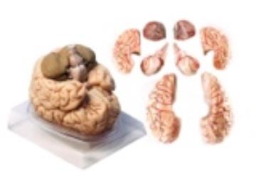 مولاژ مغز ۸قسمتی