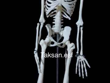 مولاژ اسکلت 1/2