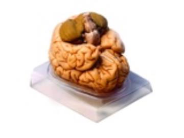 مولاژ مغز ۲قسمتی 
